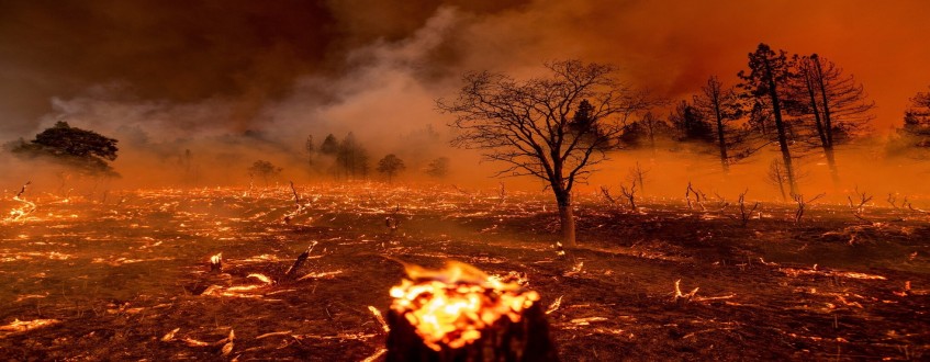نحوه شکایت از همسایه بابت سوزاندن درختان مثمر